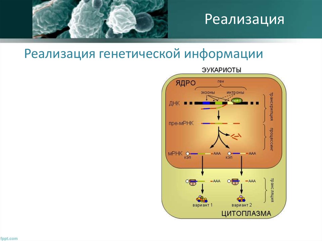 Эукариоты наследственная информация. Схема реализации генетической информации у эукариот. Реализация наследственной информации у про- и эукариот.. Этапы реализации генетической информации у эукариот.