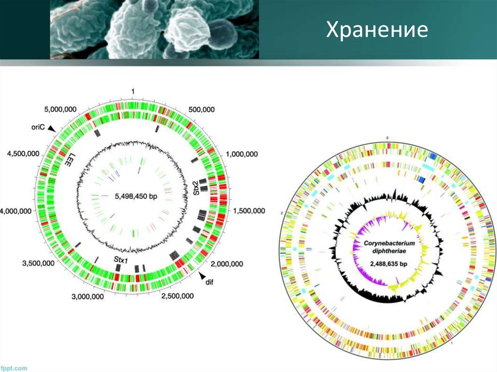 Генетическая карта микроорганизмов