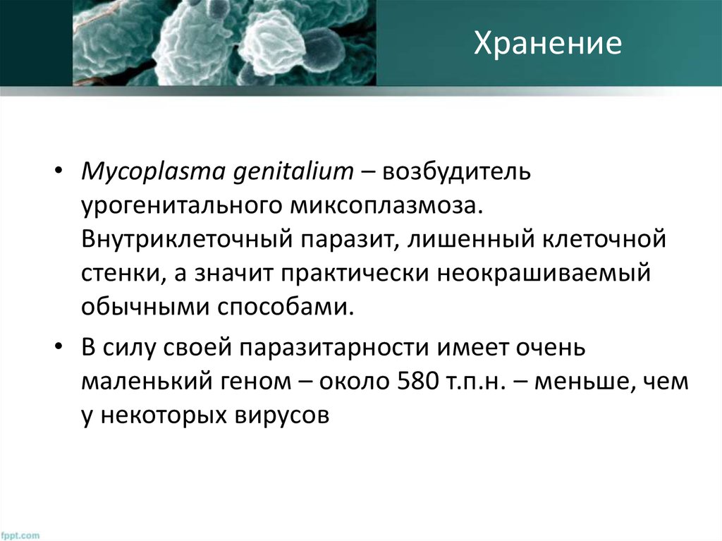 Mycoplasma genitalium. Генетика микроорганизмов кратко. Микоплазма внутриклеточная. Микоплазма внутриклеточный возбудитель. Генома бактерии Mycoplasma genitalium.