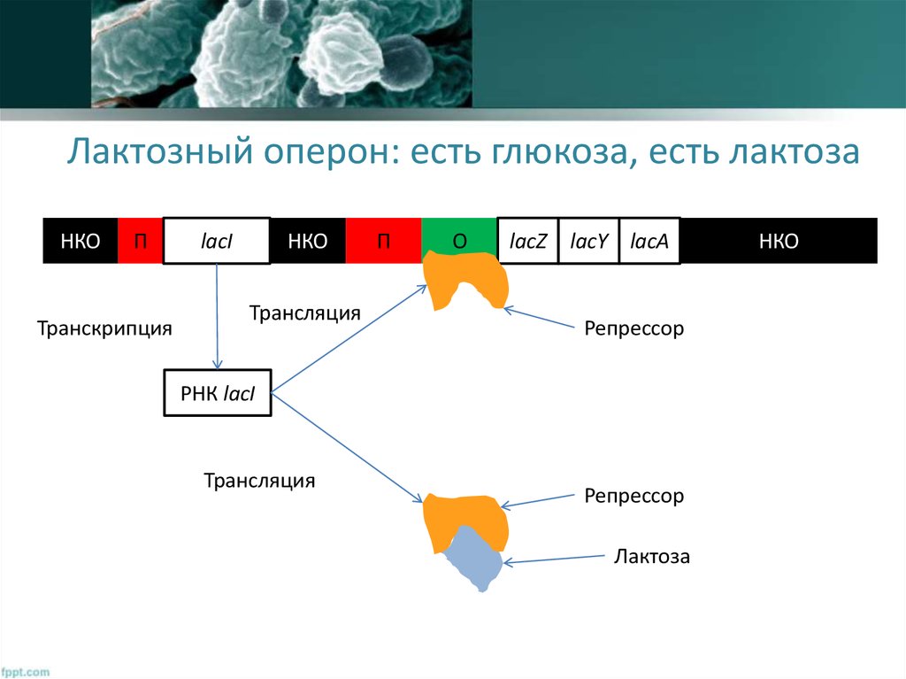 Схема лактозного оперона