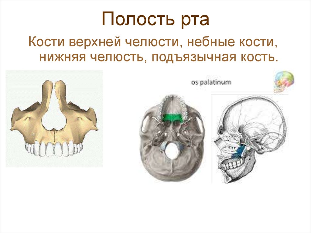 Полость рта костные стенки. Ротовая полость анатомия черепа. Кости образующие полость рта. Костный остов полости рта. Ротовую полость образуют кости.