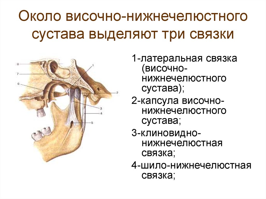 Мыщелки нижней челюсти. Височно-нижнечелюстной сустав сустав анатомия строение. Анатомия суставной капсулы ВНЧС. Внекапсульные связки нижнечелюстного сустава. Внутрисуставные связки височно-нижнечелюстного сустава.