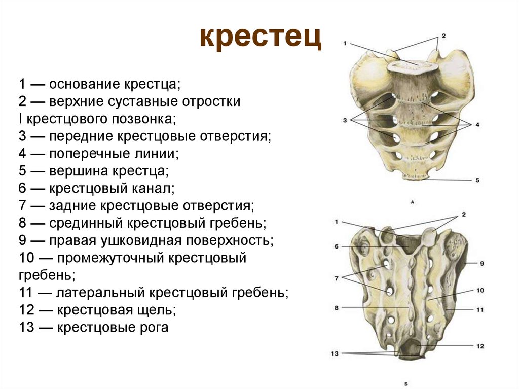 Крестец у человека картинки