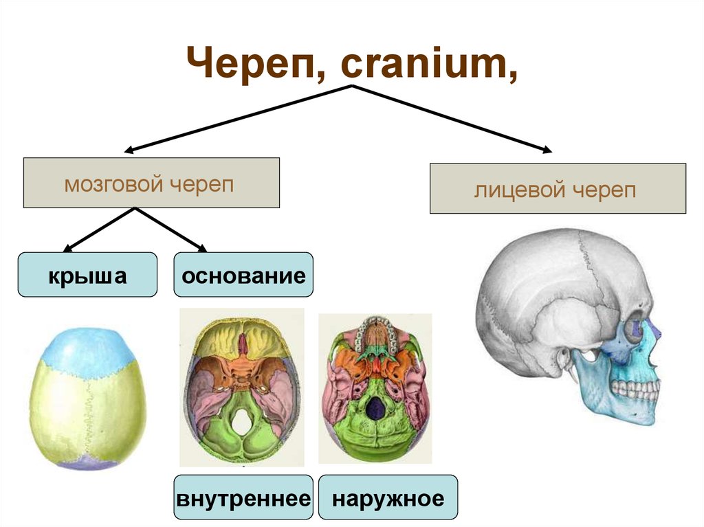 Основание черепа отделы. Мозговой череп свод и основание. Отделы мозгового отдела черепа. Кости свода черепа анатомия. Основание мозгового отдела черепа кости.