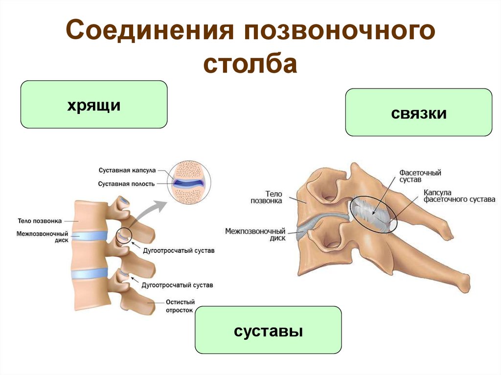 Кости позвоночника тип соединения. Типы соединения костей в позвоночном столбе. Позвоночный сустав строение анатомия. Соединение костей позвоночника. Соединение суставных отростков позвонков.