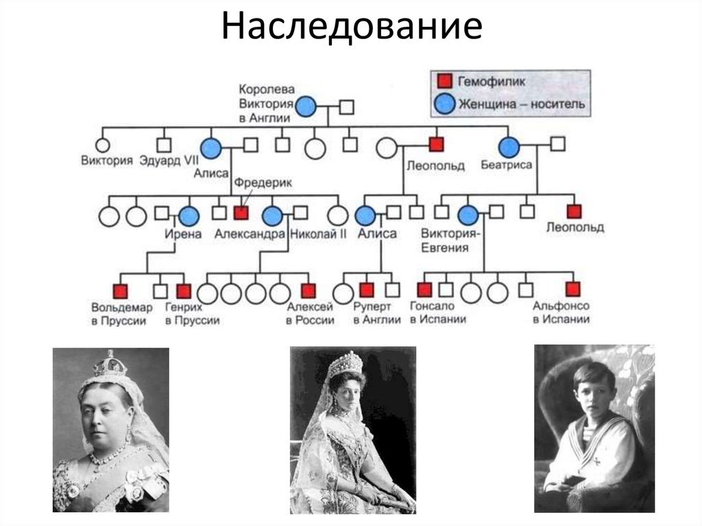 Наследство первых в роду. Генеалогическое Древо Александры Федоровны Романовой. Генеалогическое Древо королевы Виктории и ее потомков. Генеалогическое Древо Виктории королевы Англии. Королева Виктория гемофилия родословная.