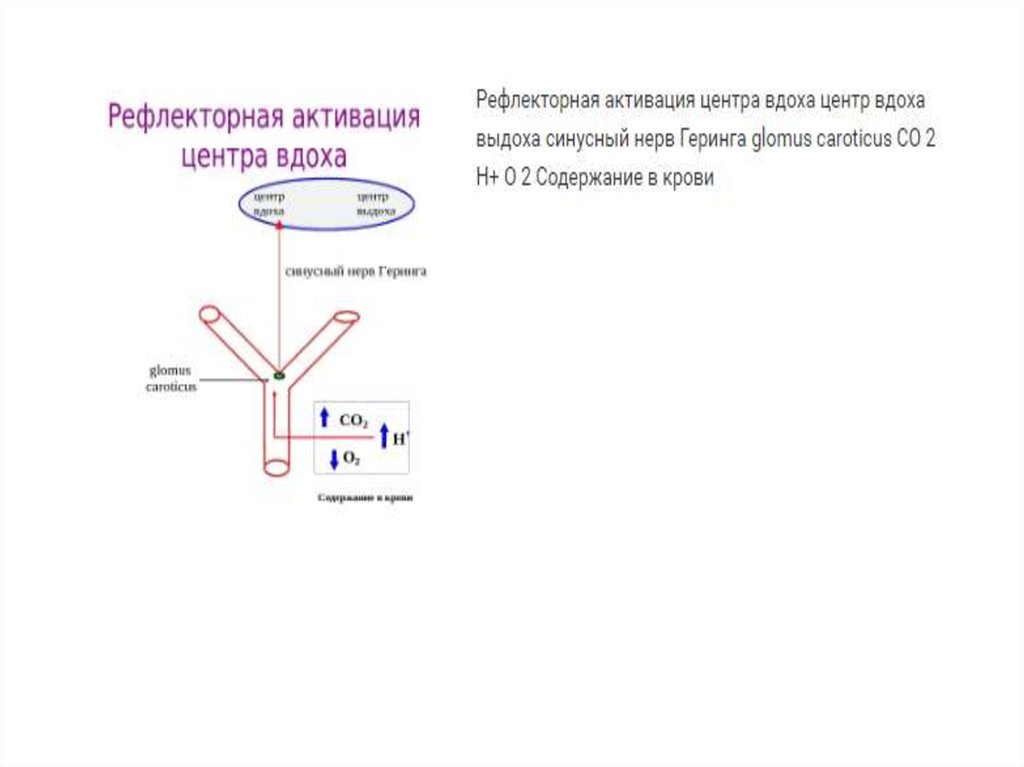 Рефлекторная активация центра вдоха схема