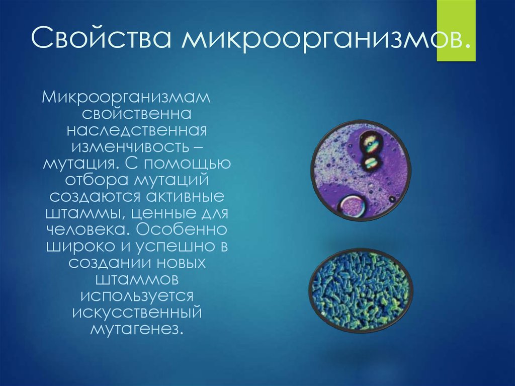 Общие свойства бактерий