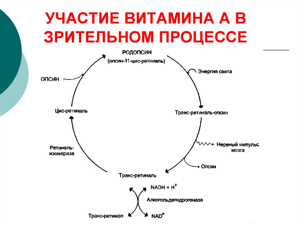 Цикл точка зрения. Схема процесса светоощущения роль витамина а. Схема участия ретинола в зрительном процессе. Схема участия витамина а в акте зрения. Участие витамина а в зрительном процессе.