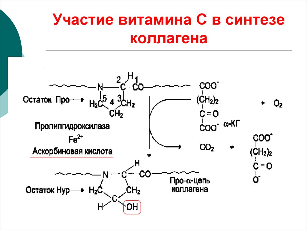 Синтез осуществляется в. Аскорбиновая кислота в синтезе коллагена. Синтез коллагена биохимия схема. Участие витамина с в синтезе коллагена. Синтез эластина схема биохимия.