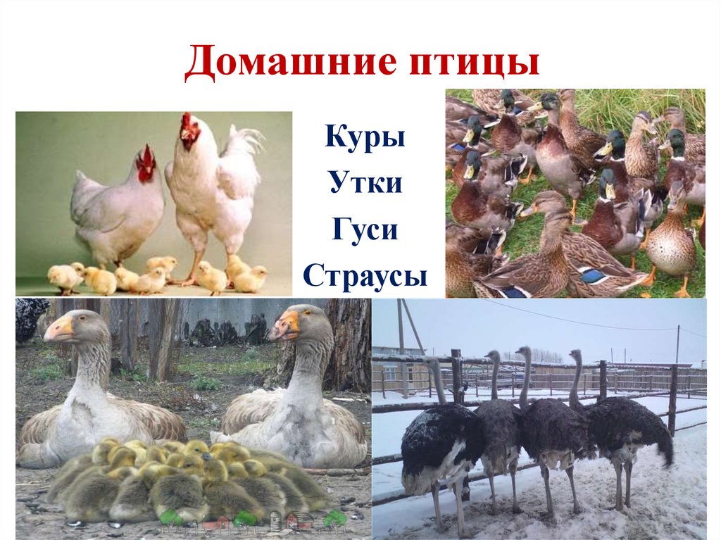 Презентация куры домашние птицы