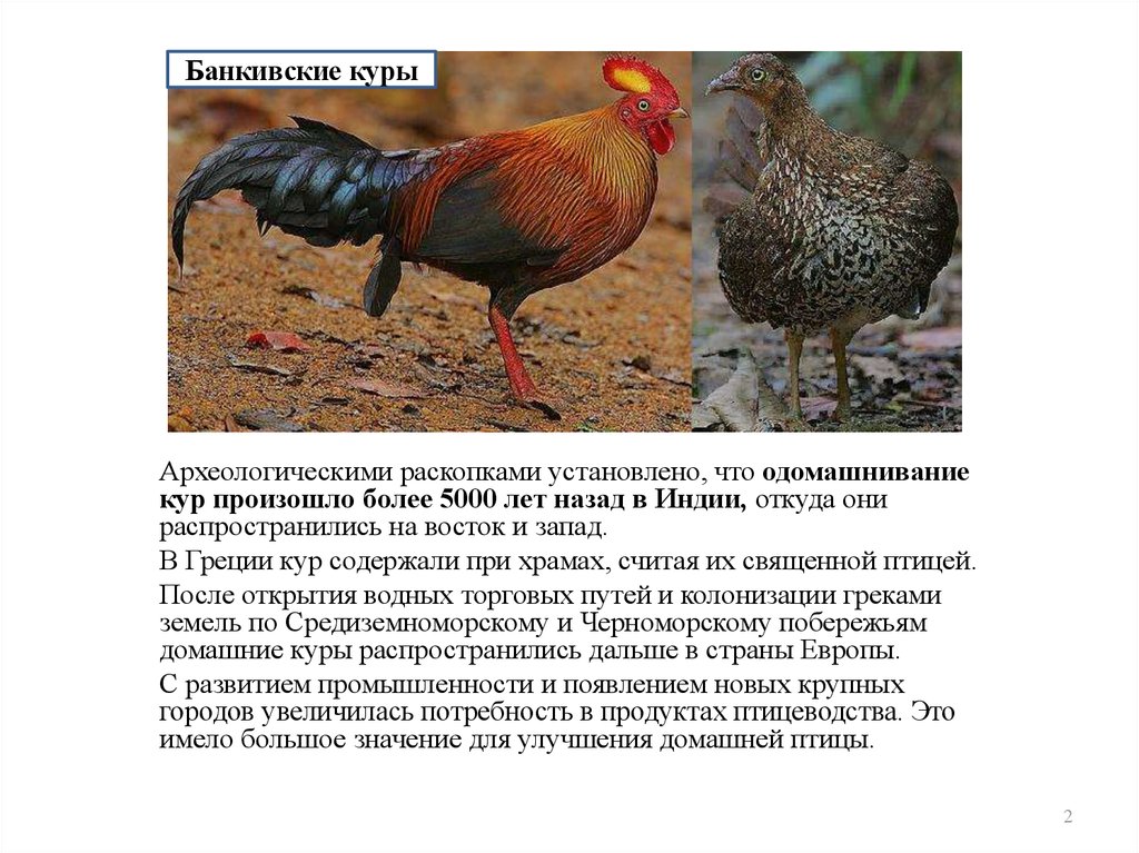 Происхождение курицы. Доклад про курицу. Происхождение пород домашних кур. Домашние птицы куры. Происхождение домашней курицы.