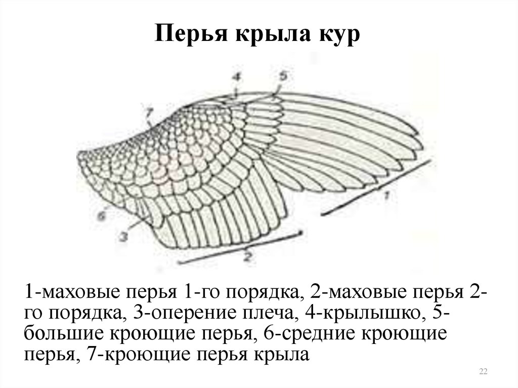 Строение крыла птицы рисунок с подписями