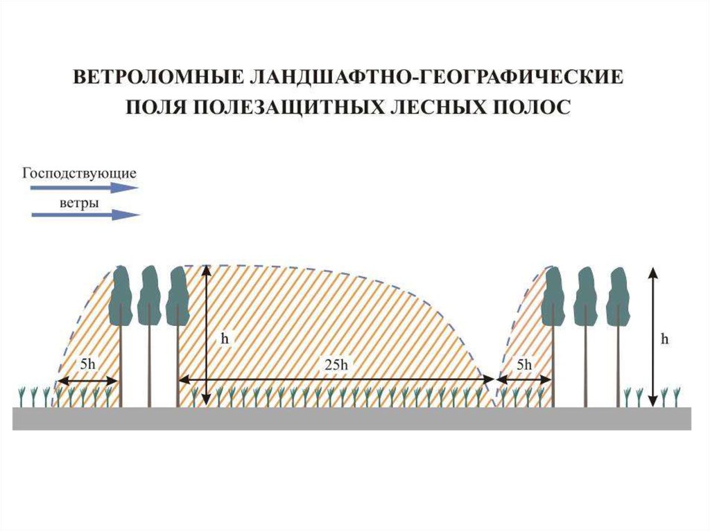 Практическая работа по географии ландшафты. Конструкции полезащитных лесных полос. Конструкция полезащитных полос. Полоса плотной конструкции. Конструкции лесополос.