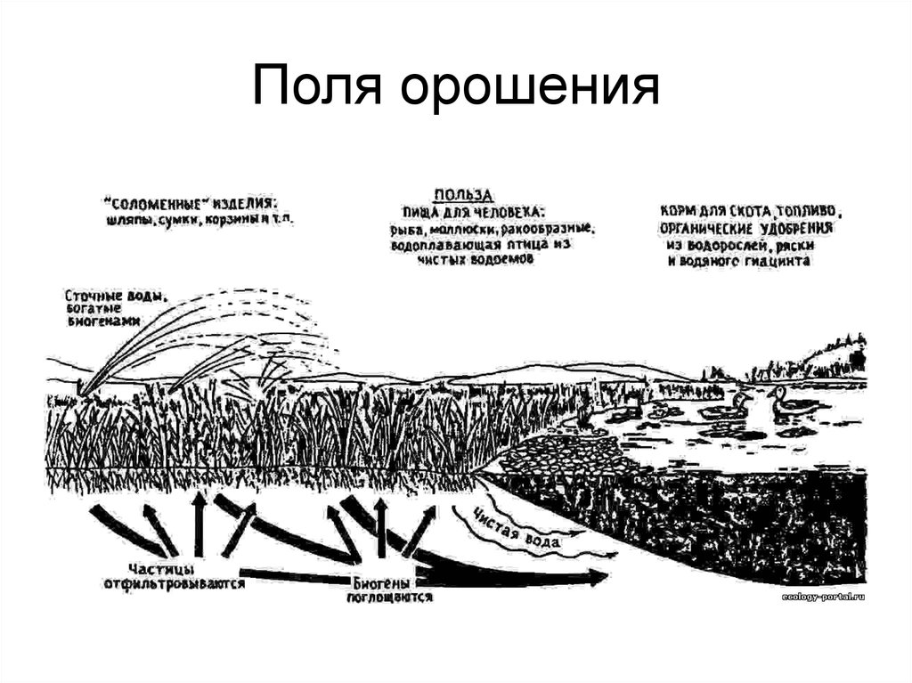 Поля орошения. Схема орошения полей. Поля орошения для очистки сточных вод схема. Очистка сточных вод поля орошения. Схема полей фильтрации и орошения для очистки сточных вод.