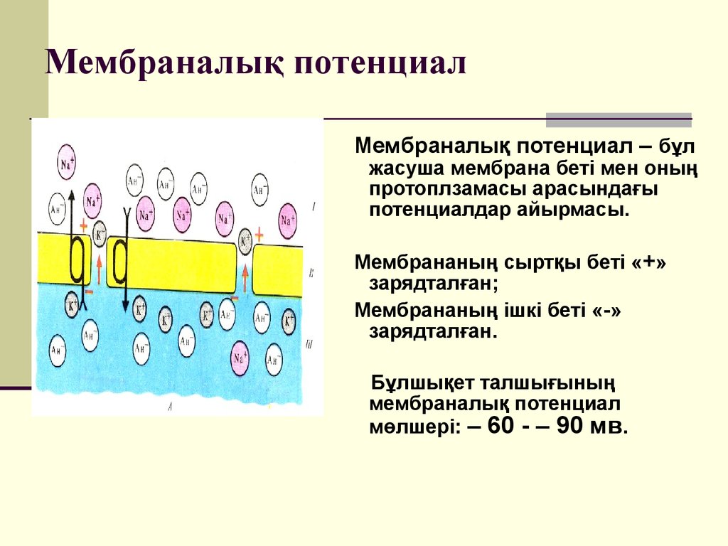 Биологиялық мембраналар презентация