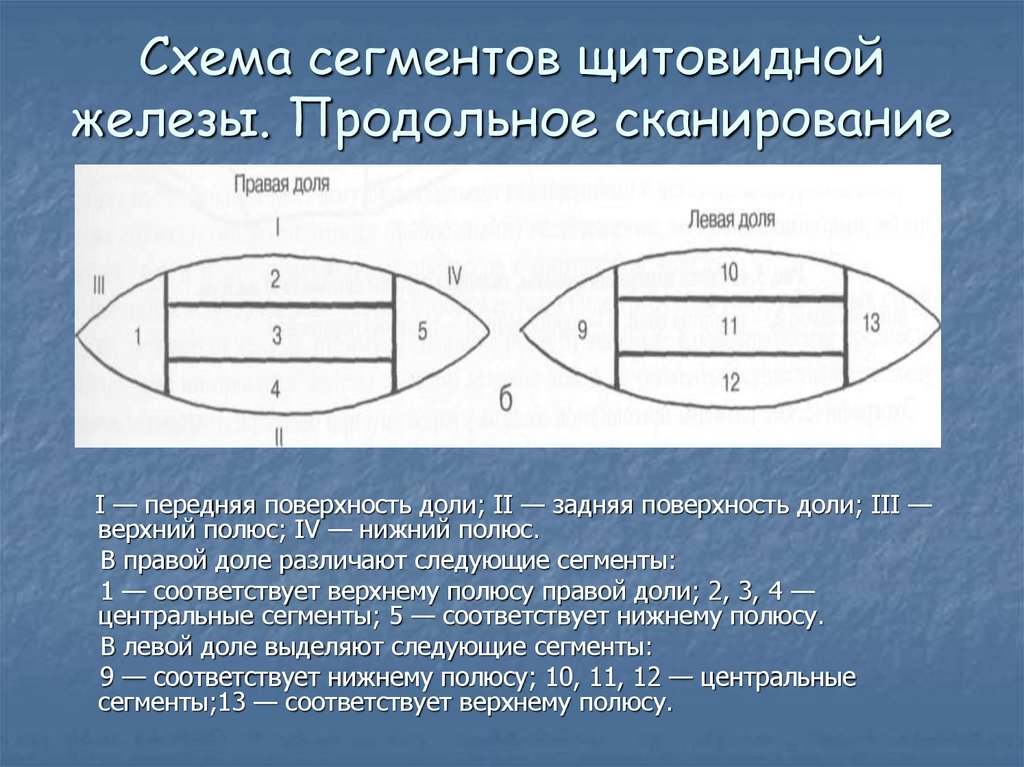 Определить сегмент. Сегменты щитовидной железы на УЗИ. Сегментарное строение щитовидной железы. Верхний полюс доли щитовидной железы. Верхний полюс щитовидной железы на УЗИ.