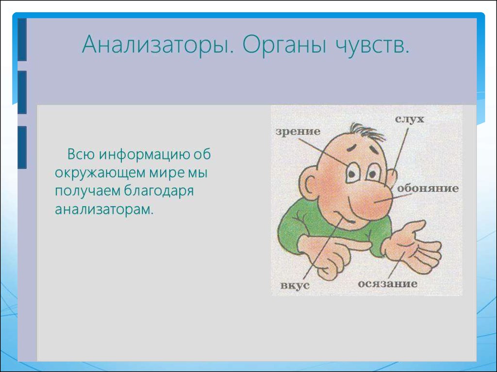 Презентация по анализаторам