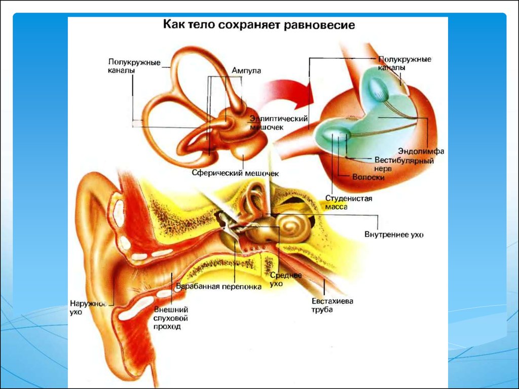 Орган равновесия картинка