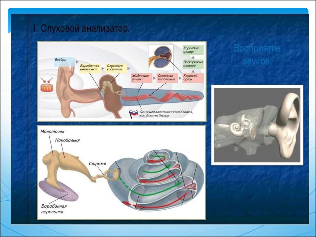 Слуховой анализатор строение функции презентация