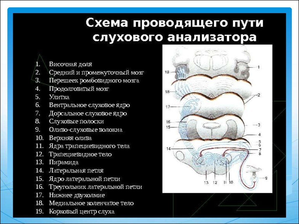 Проводящий путь слухового анализатора схема с подписями