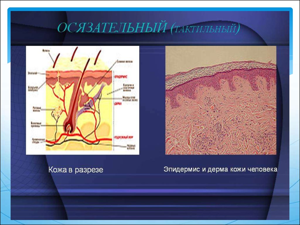 Тактильный анализатор. Тактильные анализаторы человека. Кожа тактильный анализатор. Осязательный анализатор строение. Эпидермис и дерма.