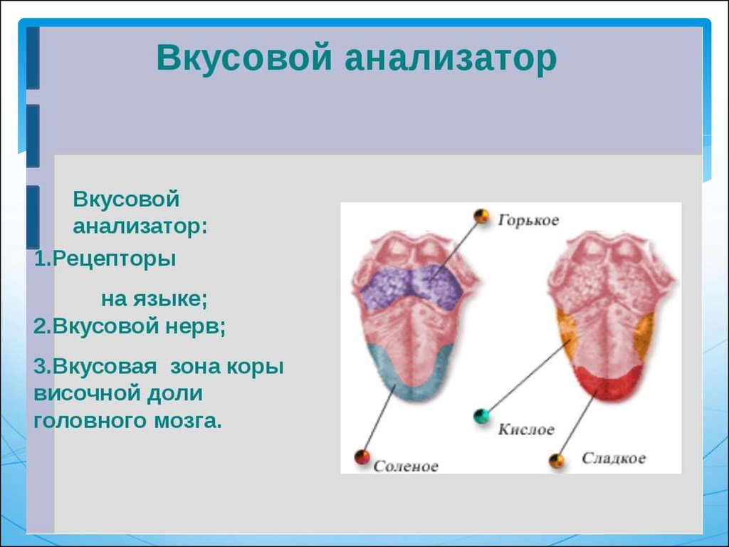 Дополните схему строения периферического отдела вкусового анализатора