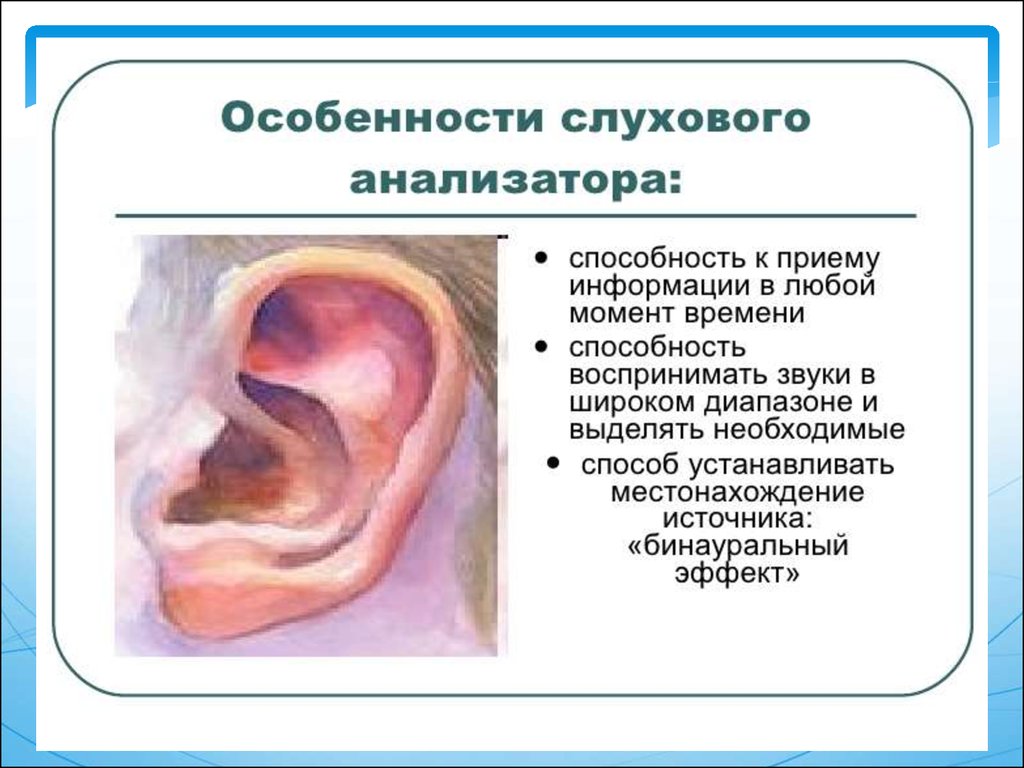 Особенности анализаторов. Анализаторы. Характеристика слухового анализатора. Возрастные особенности слухового анализатора. Слуховые особенности слухового анализатора. Слуховой анализатор строение и возрастные особенности.