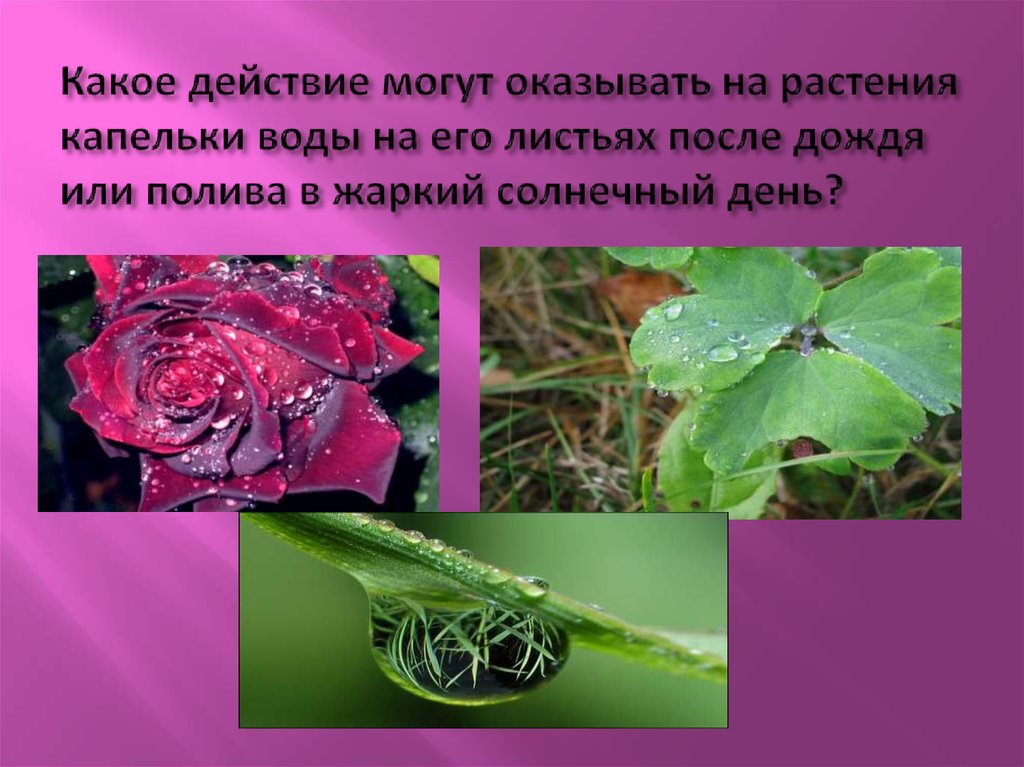 Какое действие могут оказывать на растения капельки воды на его листьях после дождя или полива в жаркий солнечный день?