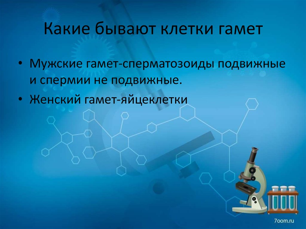 Какие бывают клетки гамет