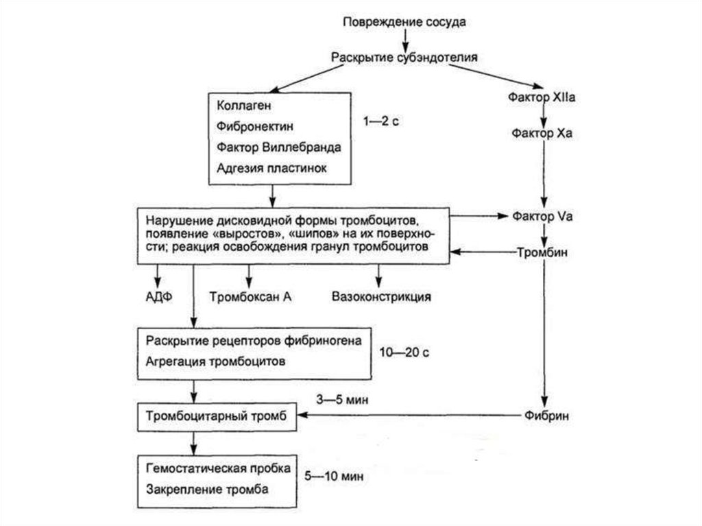 Схема переработки пищевой крови