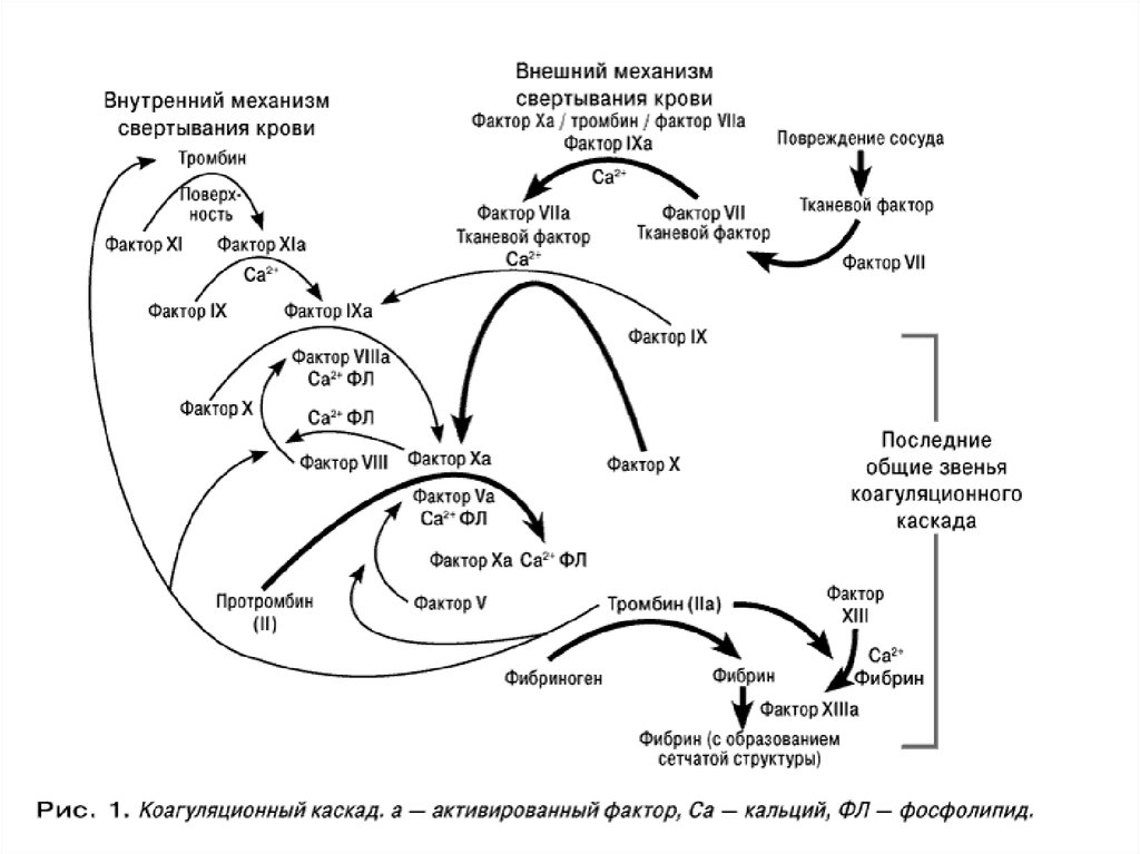 Фактор фактори. Каскад факторов свертывания крови. Каскад свертывания крови схема. Свертывание крови факторы свертывания крови. Факторы свертывания крови схема.