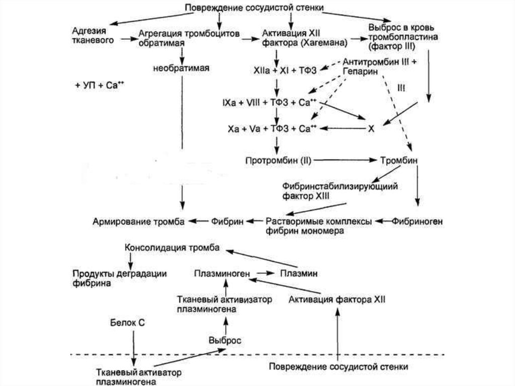 Схема активации свертывающей системы крови