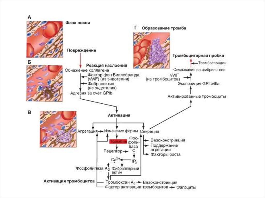 Схема тромбоза. Схема образования тромбоцитарного тромба. Тромбоциты этапы свертывания крови. Тромбоцитарный механизм свертывания крови. Механизмы свертывания крови гемостаз.