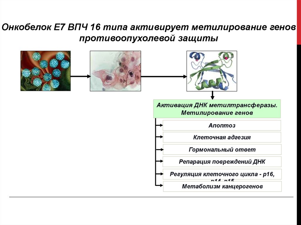 Онкобелки. Канцерогенез презентация. Химический канцерогенез. Канцерогенез клетки. Канцерогенез иммунология.