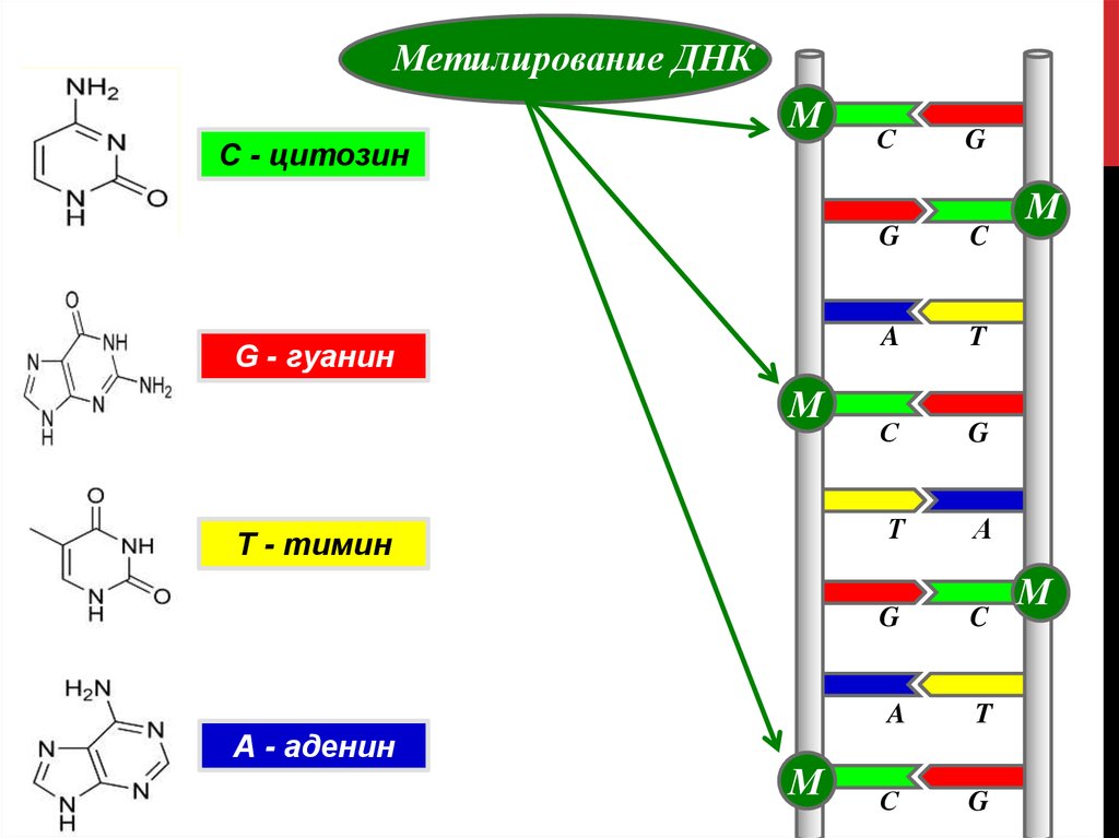 Цикл метилирования схема