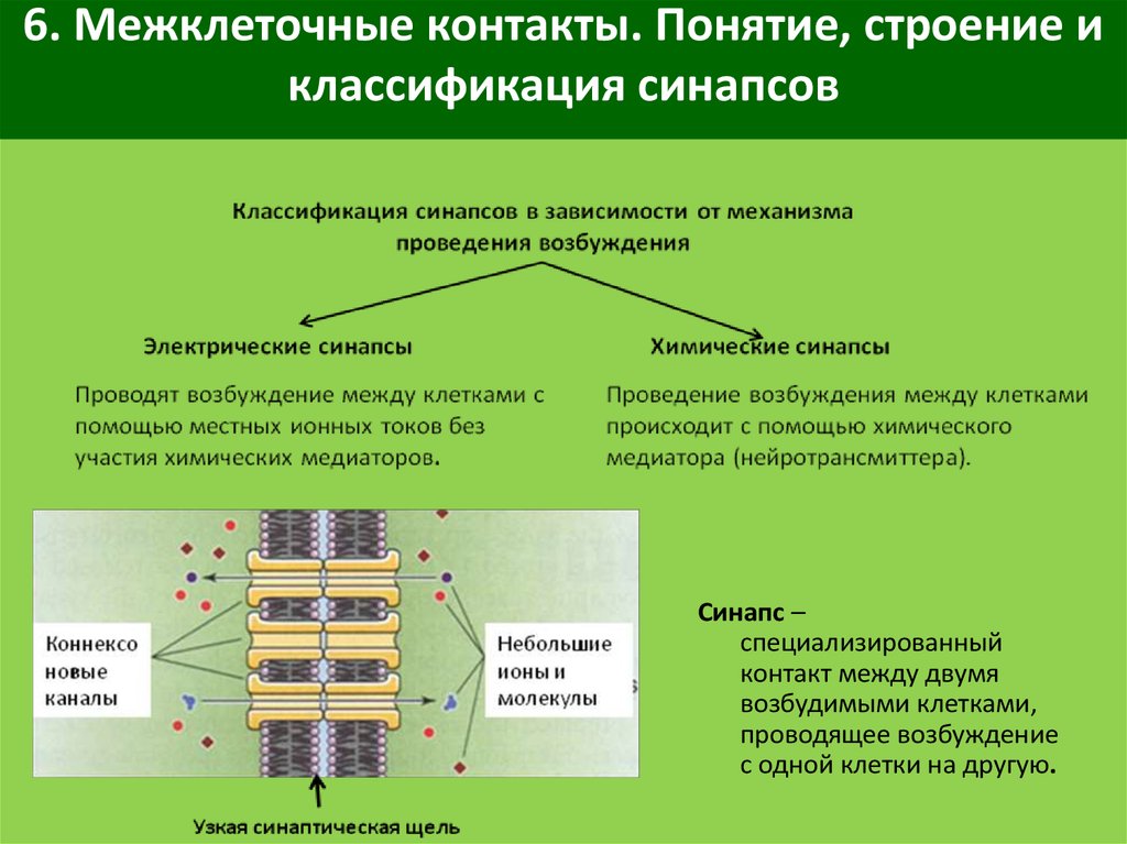 Обеспечивающие связь. Классификация клеточных контактов таблица. Межклеточные соединения функции. Классификация клеточных контактов механические. Межклеточные контакты: классификация, строение и функции..