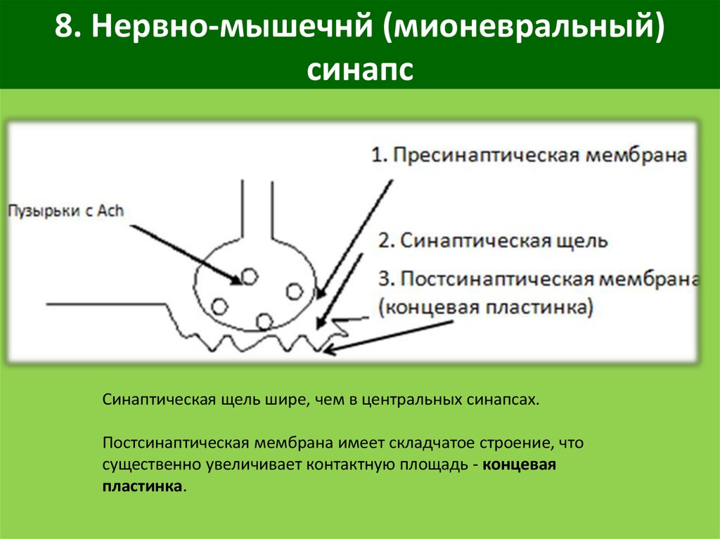 Проведение возбуждения в синапсах