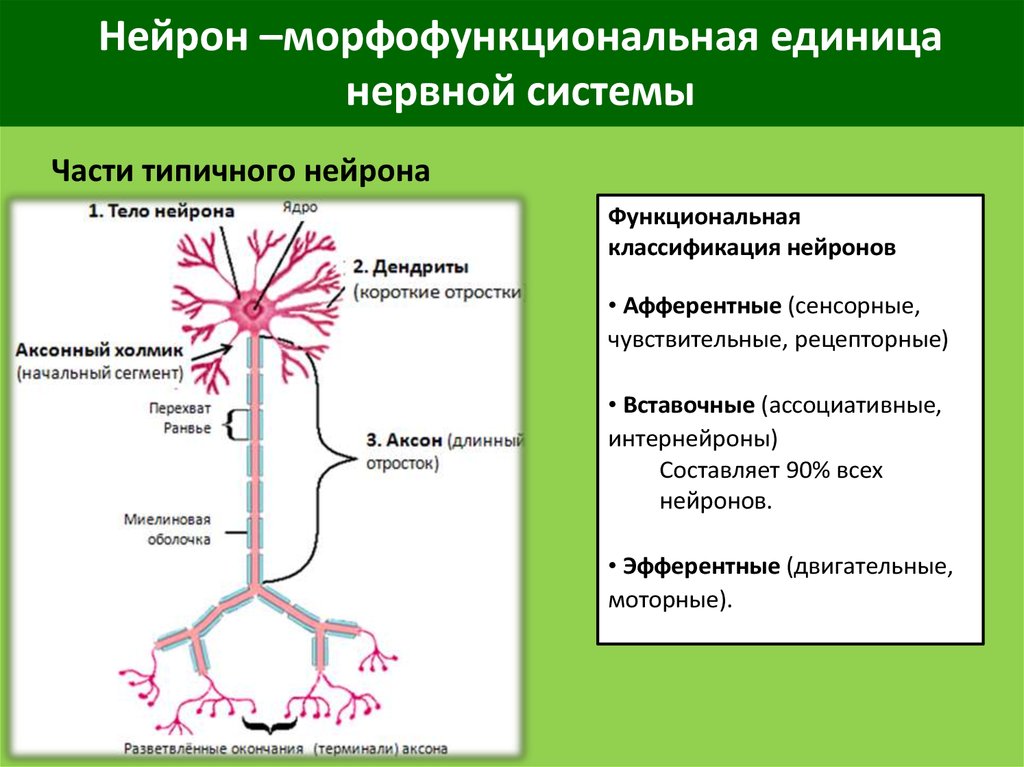 Рецепторы нервной клетки