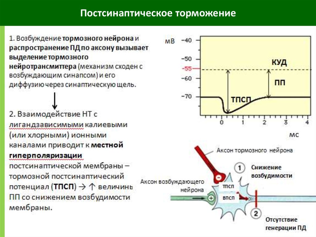 Механизм торможения. Постсинаптическое торможение физиология. Механизм постсинаптического торможения. Механизм торможения в постсинаптической мембране. Процессы возбуждения и торможения в постсинаптической мембране.