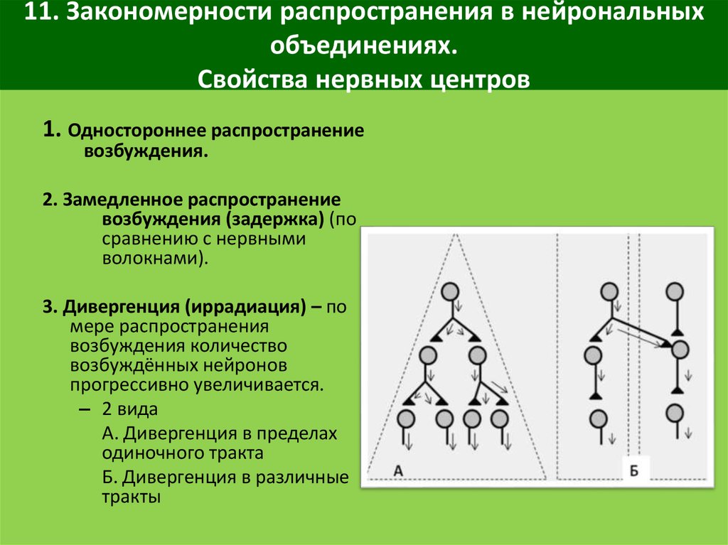 Нервный центр. Свойства нервных центров иррадиация возбуждения. Закономерности распространения возбуждения в нервных центрах. Конвергенция нервных центров. Нервный центр одностороннее проведение.