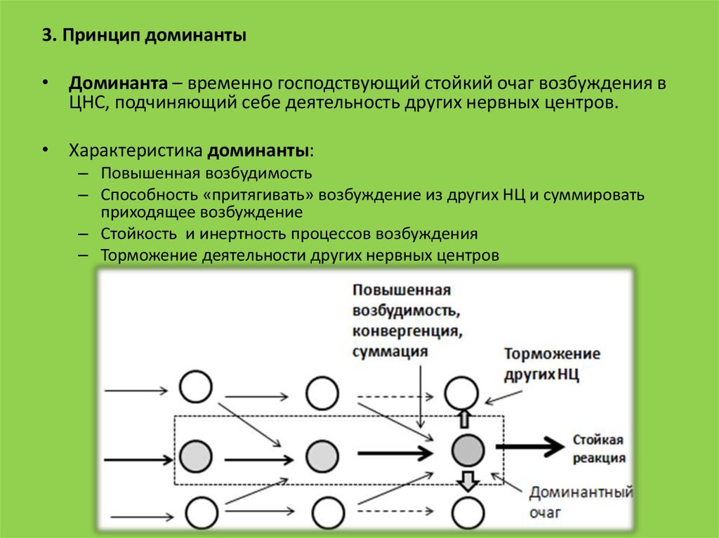 Принцип рабочий. Принцип Доминанты физиология. Принцип координации Доминанта. Принципы координационной деятельности ЦНС Доминанта. Доминанта Ухтомского физиология.