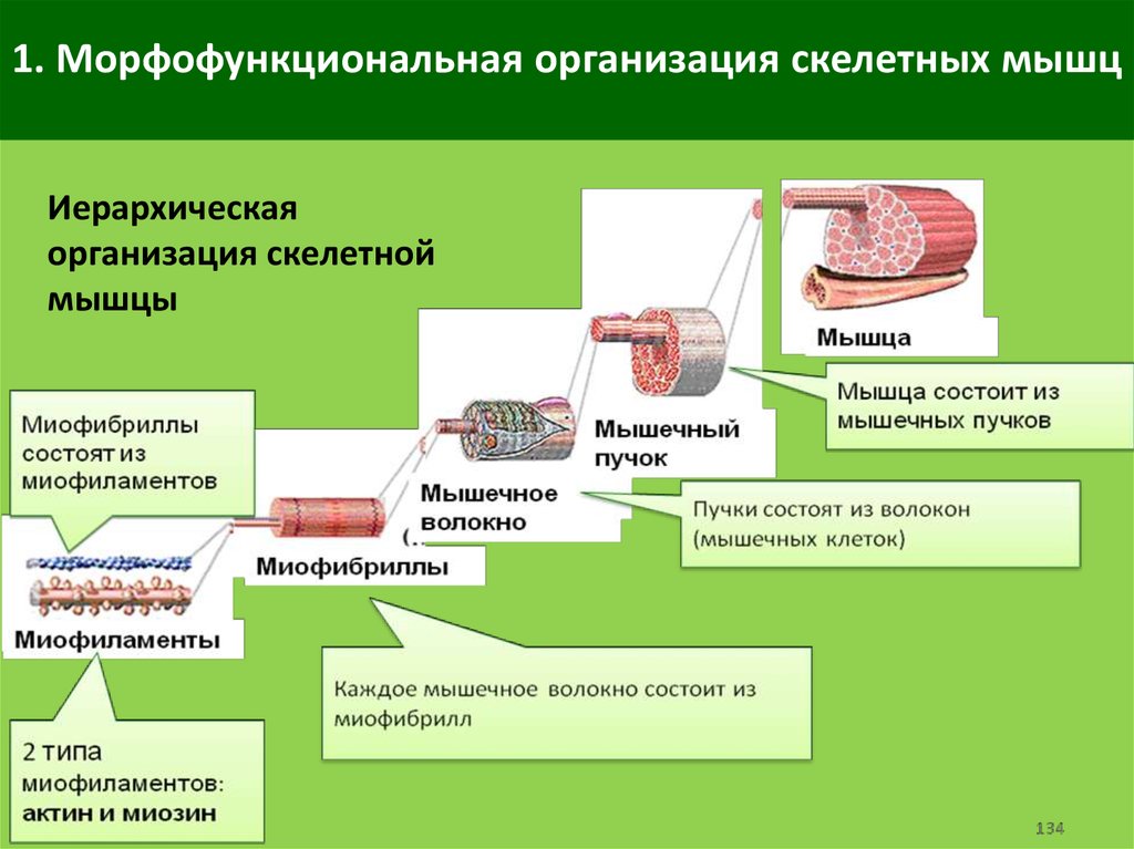 Уровни физиологической организации