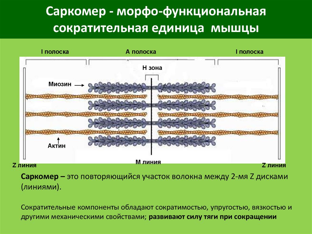 Саркомер рисунок физиология