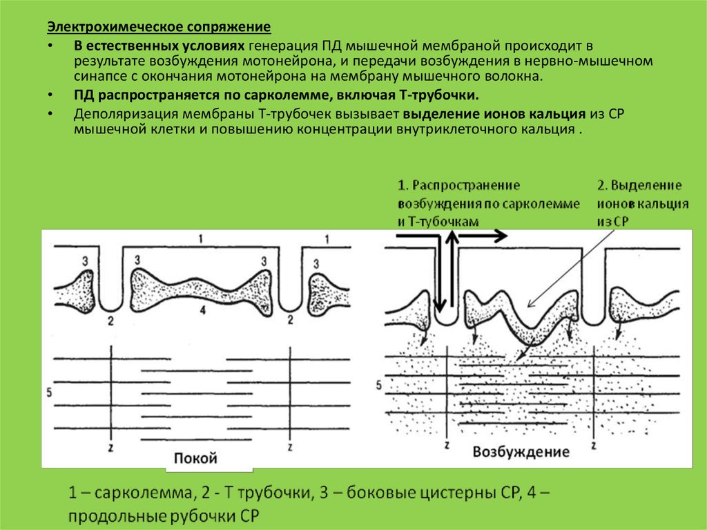 Возбуждение мышцы