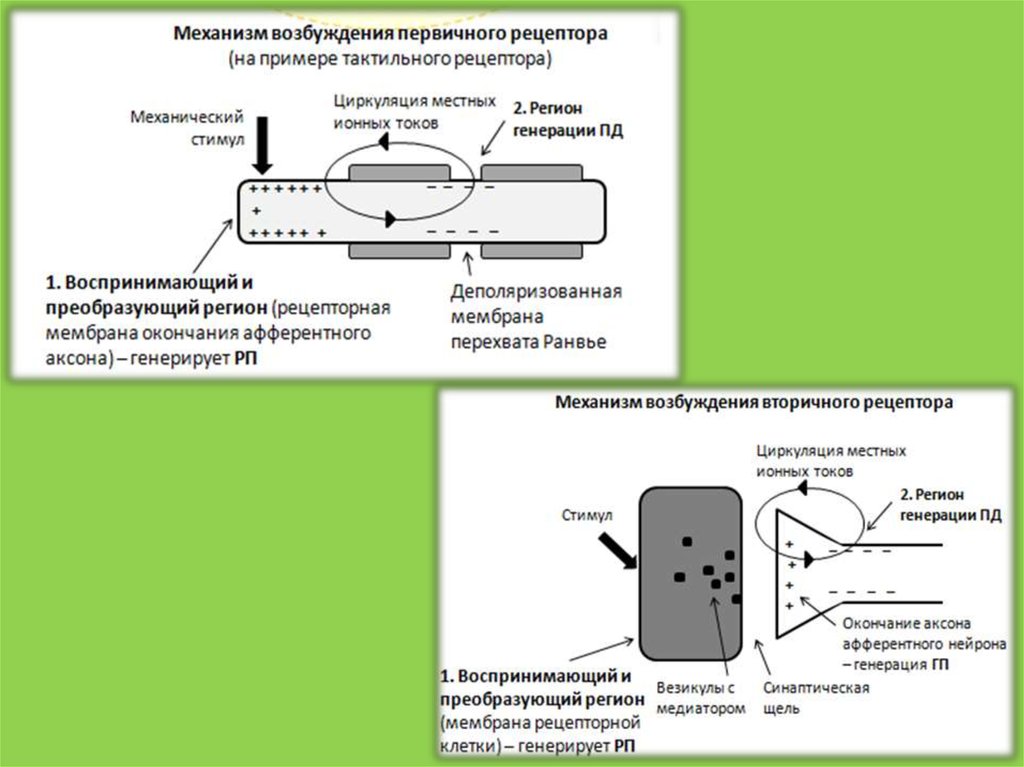 Рецепторы возбуждения. Механизм возбуждения рецепторов физиология. 4. Общие механизмы возбуждения рецепторов.. Механизм возбуждения первичного рецептора. Общие механизмы возбуждения рецепторов схема.