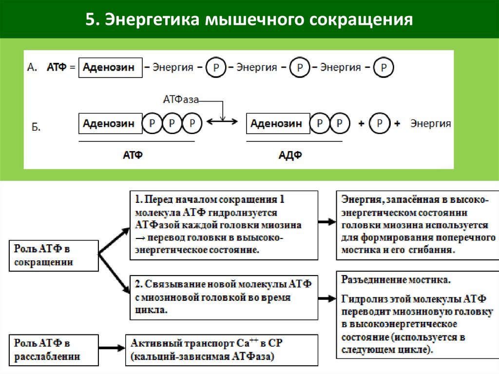 Нарушение атф