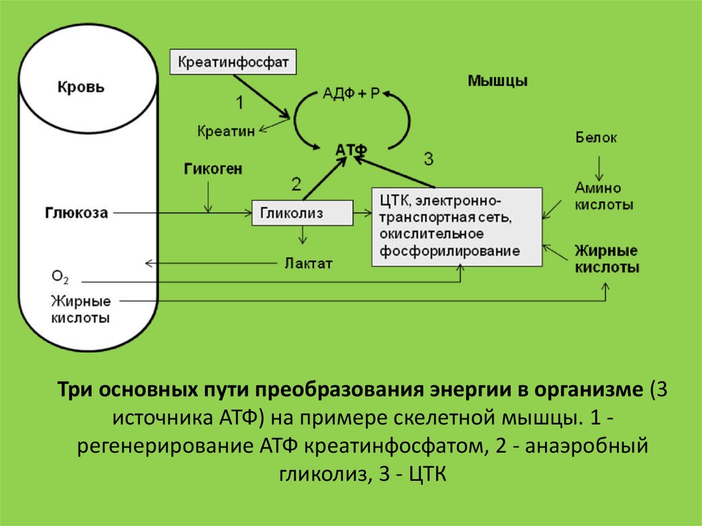 Синтез атф в митохондриях. Креатин + АТФ ↔ креатинфосфат + АДФ. АТФ креатинфосфат гликолиз. Образование креатинфосфата в мышцах. Синтез АТФ В мышцах.