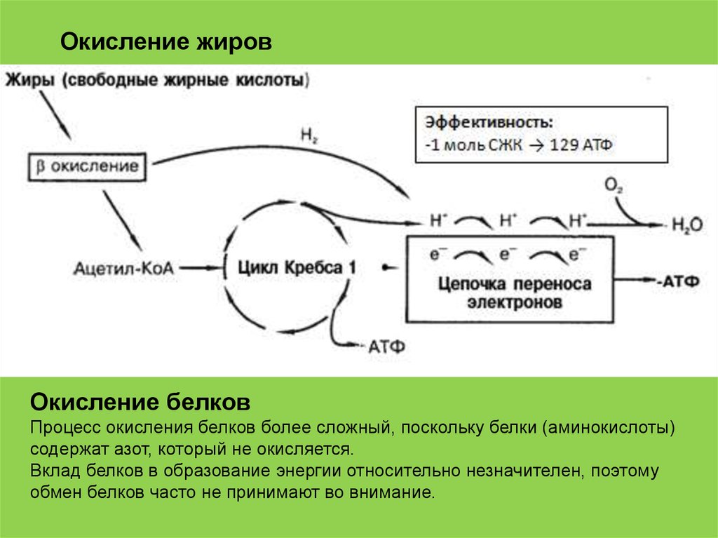 Окисление жиров. Окисление белков. Окисление белка. Окисление белка в организме.