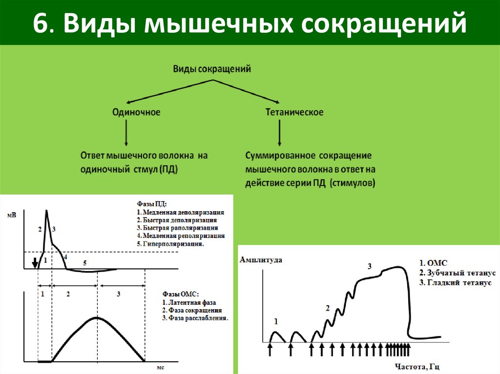 Одиночный режим. Тетанус миограмма. Типы сокращения мышц физиология. Механизм одиночного мышечного сокращения. Виды мышечных сокращений в зависимости от частоты стимуляции.